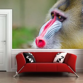 Sablio Tapeta Mandril - 336x220 cm