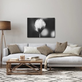 Obraz - Čiernobiely cottongrass (70x50 cm)