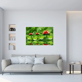Obraz - Lienka sedembodková (90x60 cm)