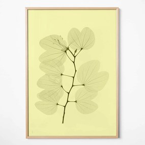 Fine Little Day Autorský plagát Orkidebauhinia 70 × 100 cm