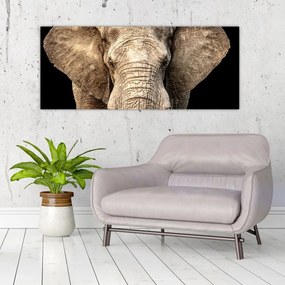 Obraz - Slon africký (120x50 cm)