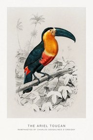 Umelecká tlač The Ariel Toucan (Bird / Zoology) - Charles D'Orbigny, (26.7 x 40 cm)