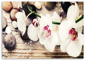 Obraz na plátně Orchidejové kameny Zen Bílá - 100x70 cm