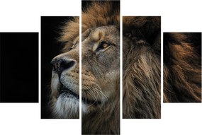 Obraz - Majestátny lev (150x105 cm)