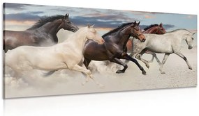 Obraz stádo koní Varianta: 120x60