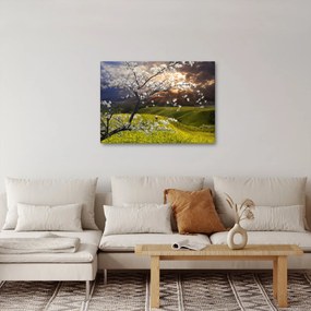 Obraz - Rozkvitnutý strom v krajine (70x50 cm)