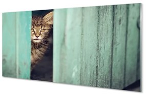 Sklenený obraz Zaglądający cat 140x70 cm