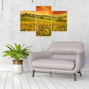 Obraz - Slnečnicové pole (90x60 cm)