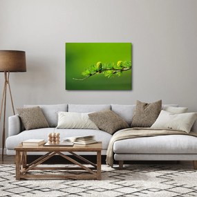Obraz zelenej šišky (70x50 cm)