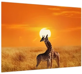 Obraz - Žirafy v národnom parku Serengeti (70x50 cm)