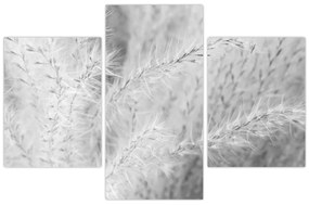 Obraz - Pampas grass N⁰1 (90x60 cm)