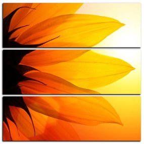 Obraz na plátne - Slnečnica kvet - štvorec 3201D (75x75 cm)