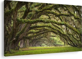 Obraz - Oaks Avenue, Charleston, Južná Karolína, USA (90x60 cm)