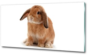 Fotoobraz na skle červený králik osh-65984756