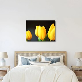 Obraz tulipánov (70x50 cm)