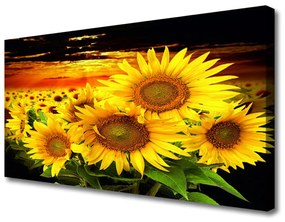 Obraz Canvas Slnečnica kvet rastlina 140x70 cm