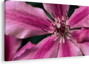 Obraz ružového kvetu plamienku (90x60 cm)