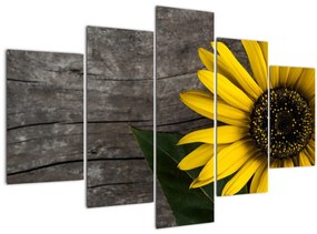 Obraz - Kvet slnečnice (150x105 cm)