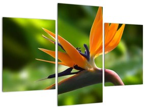 Detail kvetu - obraz