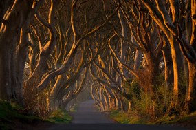 Umelecká fotografie The Dark Hedges in the Morning Sunshine, Piotr	Galus, (40 x 26.7 cm)