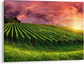 Obraz vinice s farebným nebom (70x50 cm)