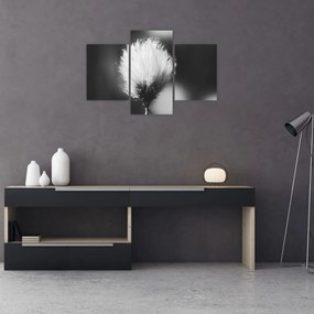 Obraz - Čiernobiely cottongrass (90x60 cm)