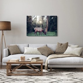 Obraz - Sob na čistine (90x60 cm)