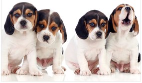 Artgeist Fototapeta - Sad Puppies Veľkosť: 150x105, Verzia: Standard