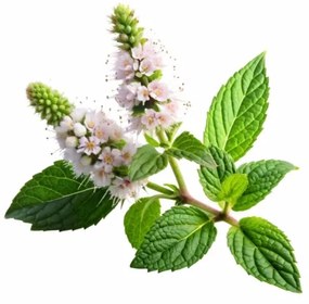 Aromatický vankúš Lemon Balm 50x70 cm EMI