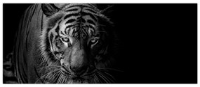 Obraz divokého tigra (120x50 cm)