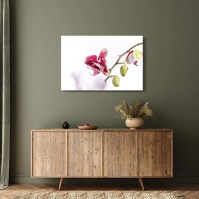 Obraz kvetu orchidey (90x60 cm)