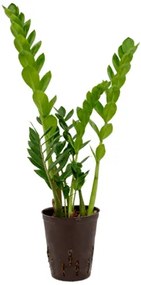 Zamioculcas zamiifolia 15/19 výška 55 vm