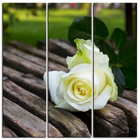 Obraz na plátne - Biela ruža na lavici - štvorec 3224B (75x75 cm)