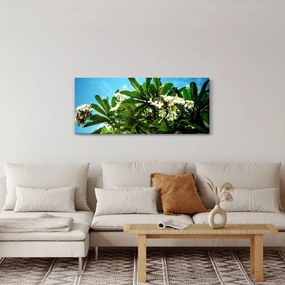 Obraz - Plumeria (120x50 cm)