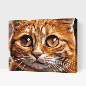Gario Maľovanie podľa čísel Mačacie oči 2 Rozmery: 40 x 30 cm, Rámovanie: S vnútorným rámom