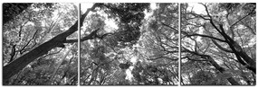 Obraz na plátne - Zelené stromy v lese - panoráma 5194QC (150x50 cm)