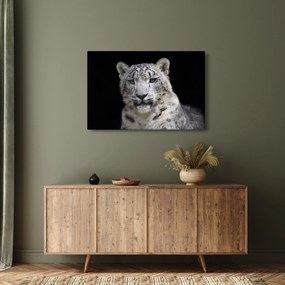 Obraz - Leopard snežný (90x60 cm)