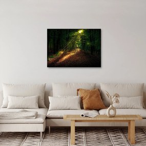 Obraz lesnej cesty (70x50 cm)