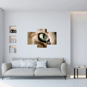 Obraz - Mačacie oko (90x60 cm)