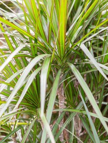 Dracaena marginata 24x120 cm