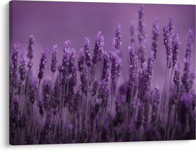 Obraz - Levanduľa (70x50 cm)