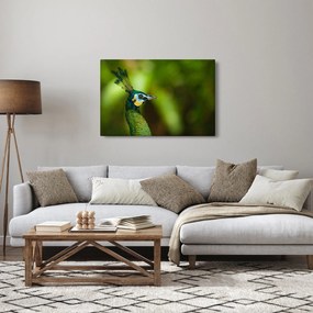 Obraz páva (90x60 cm)