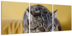Obraz mačky na pohovke (s hodinami) (90x30 cm)