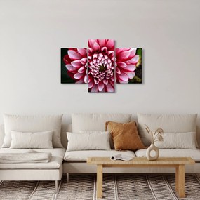 Obraz ružovej Dahlie (90x60 cm)