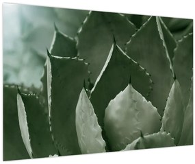 Obraz - Zelená agáve (90x60 cm)