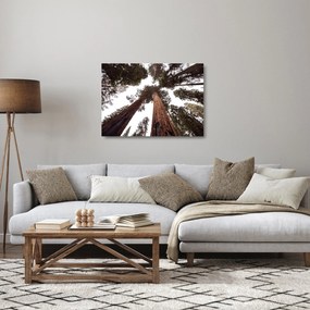 Sklenený obraz - Pohľad skrz koruny stromov (70x50 cm)