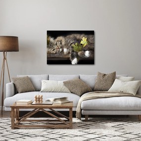 Obraz - Ležiaca mačka (70x50 cm)