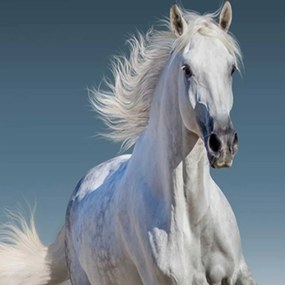 Ozdobný paraván Bílý cválající kůň - 180x170 cm, päťdielny, klasický paraván