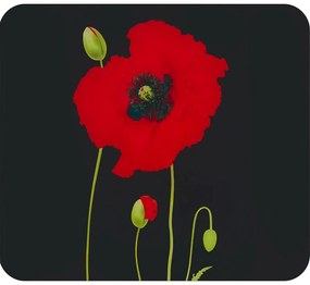 Kryt na stenu pri sporáku z tvrdeného skla 50x56 cm Poppy - Maximex