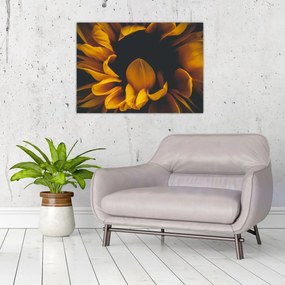 Obraz - Slnečnica v čiernom pozadí (70x50 cm)